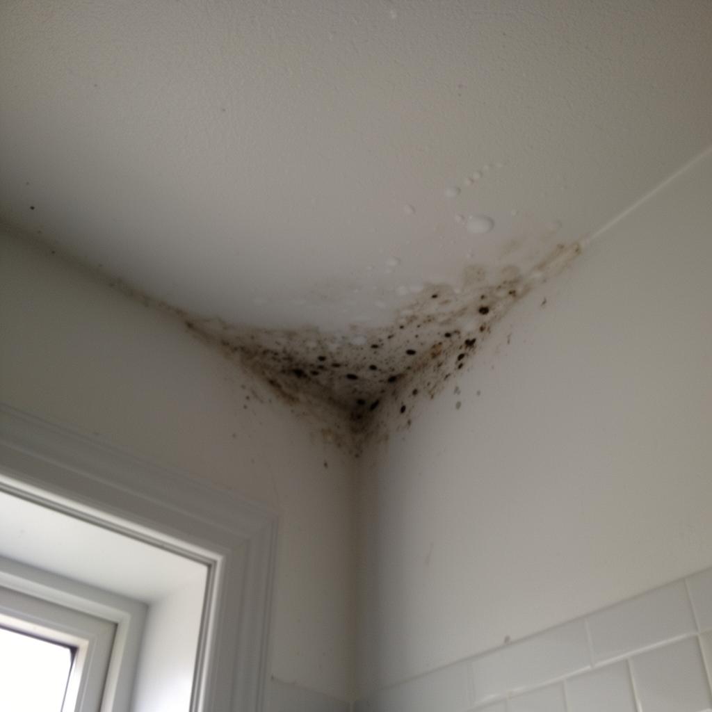 Schimmel in Badezimmerecken